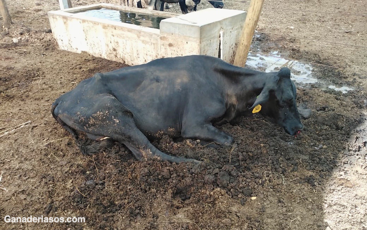 LOS IMPACTOS MÁS AMPLIOS DE LA HIPOCALCEMIA