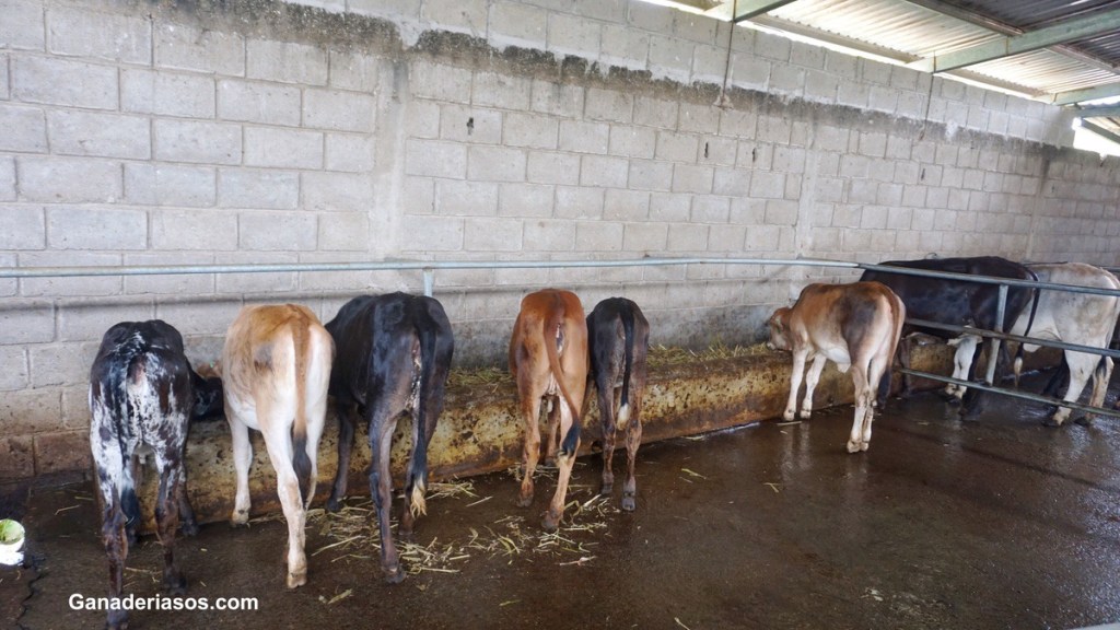 ENFERMEDAD RESPIRATORIA EN LAS&nbsp;TERNERAS