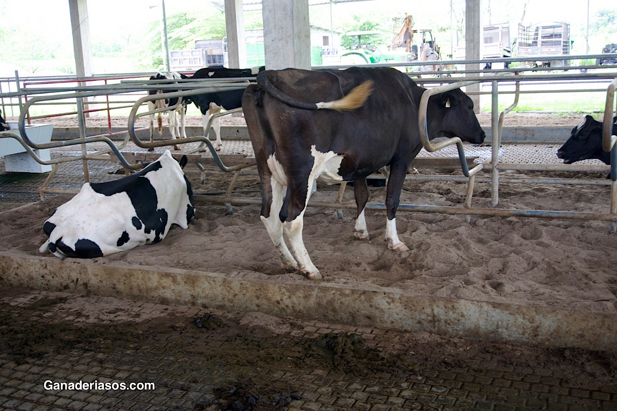 EL USO DE FLUIDOS ORALES EN VACAS DE POSPARTO CON DESHIDRATACIÓN