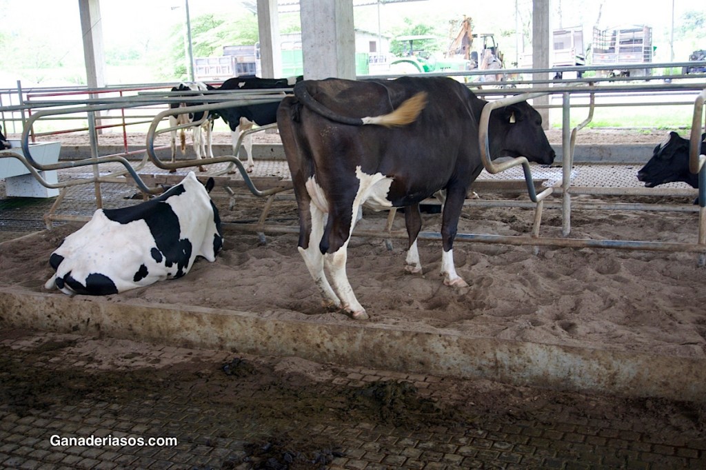 EL USO DE FLUIDOS ORALES EN VACAS DE POSPARTO CON DESHIDRATACIÓN