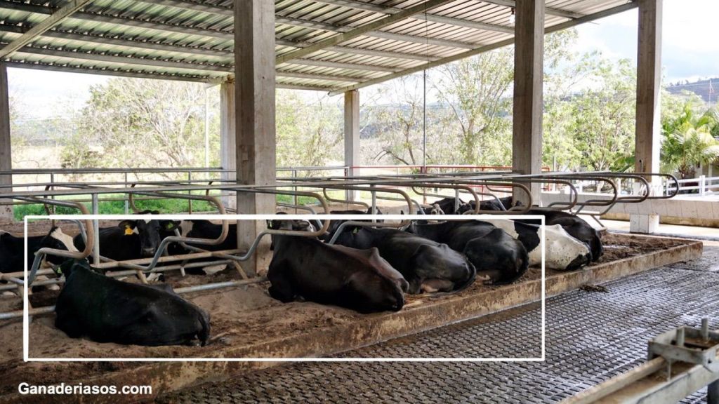 COMPARACIÓN DE MODELOS Y HETEROSIS EN CURVAS DE LACTACIÓN PARA CRUZAS&nbsp;F1