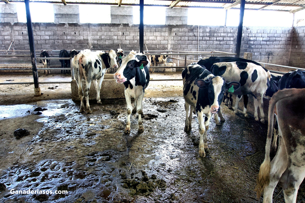 POR QUÉ AUMENTAN LOS CASOS DE LA ENFERMEDAD DEL ‘OJO BLANCO’