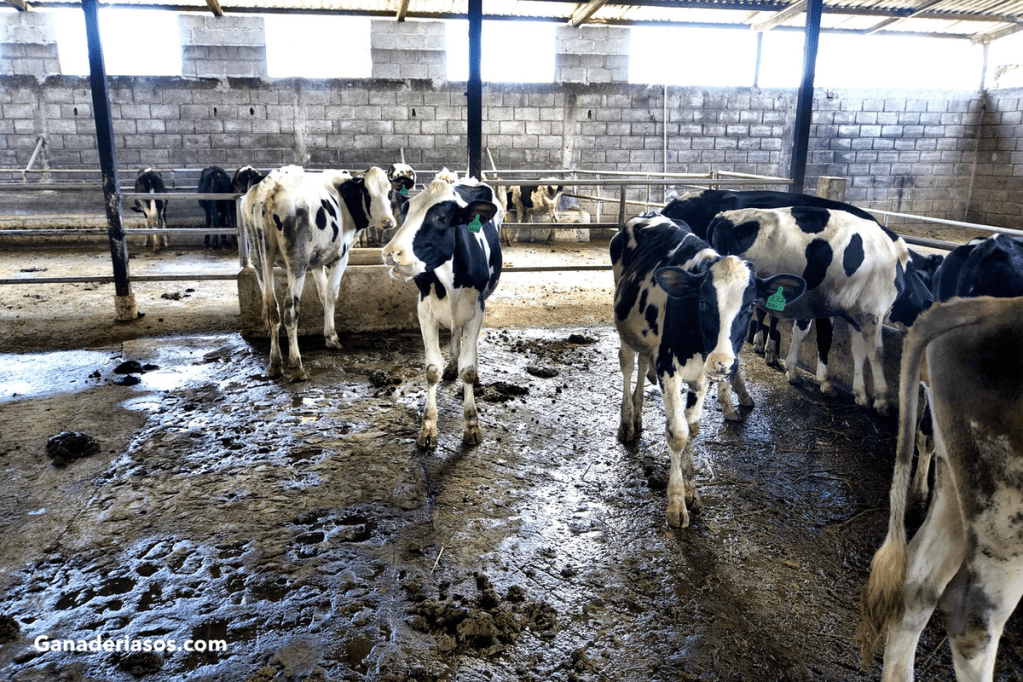 POR QUÉ AUMENTAN LOS CASOS DE LA ENFERMEDAD DEL ‘OJO&nbsp;BLANCO’