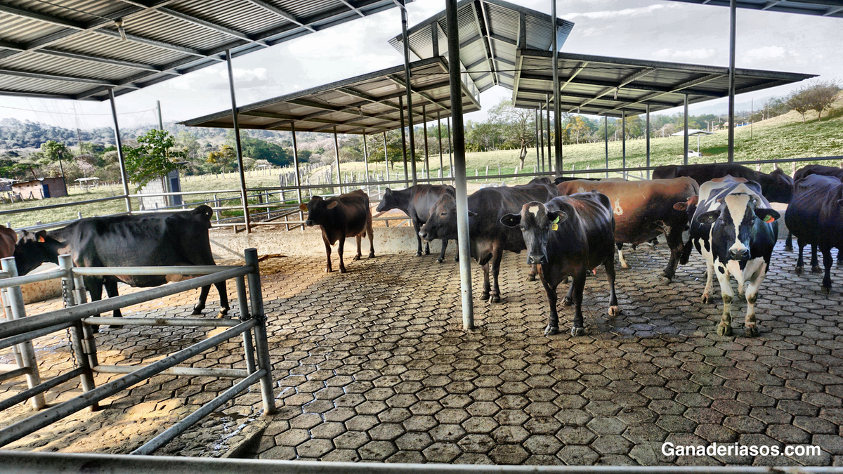 REPETIDORAS SON REINCIDENTES EN PERJUICIO DE TUS GANANCIAS