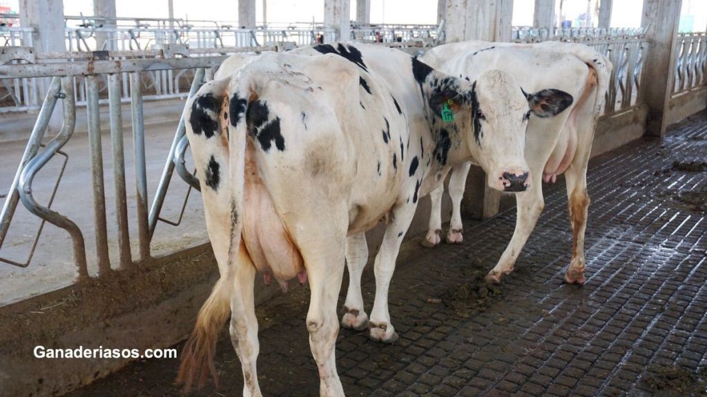 FACTORES QUE INFLUYEN EN LAS PÉRDIDAS DE GESTACIÓN EN EL SEGUNDO MES EN EXPLOTACIONES DE VACAS DE LECHE