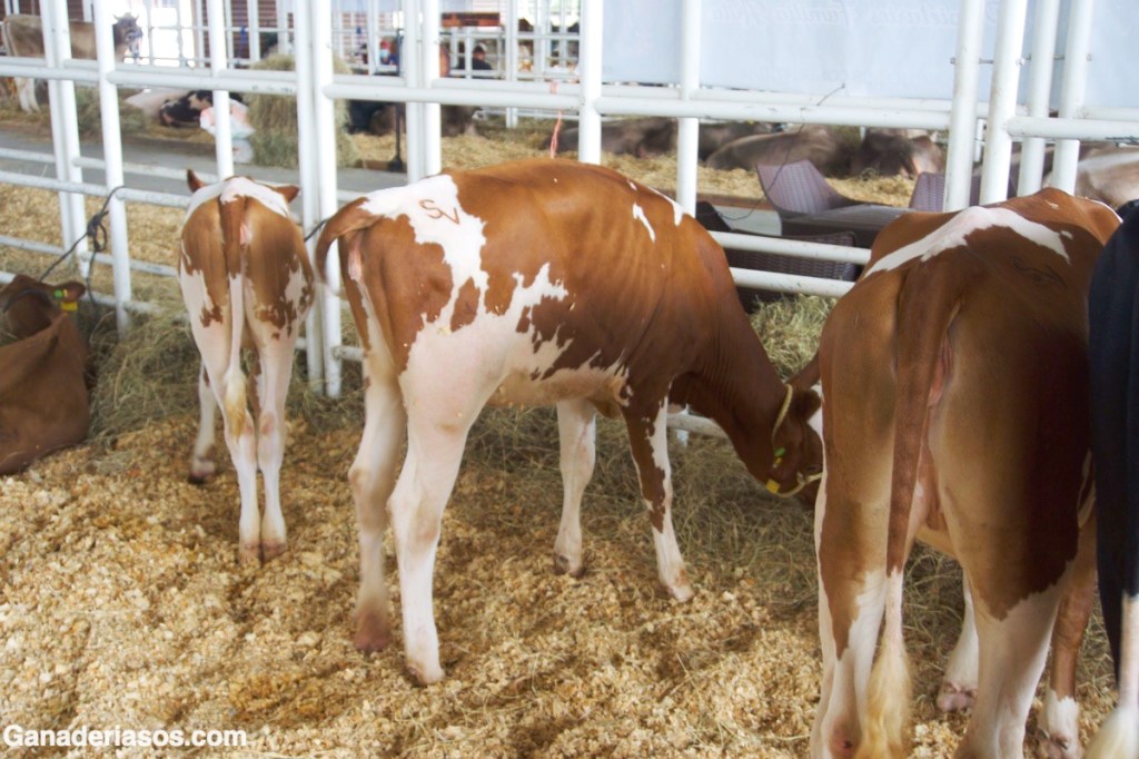 FACTORES QUE LE PROVOCAN MIEDO A UNA VACA