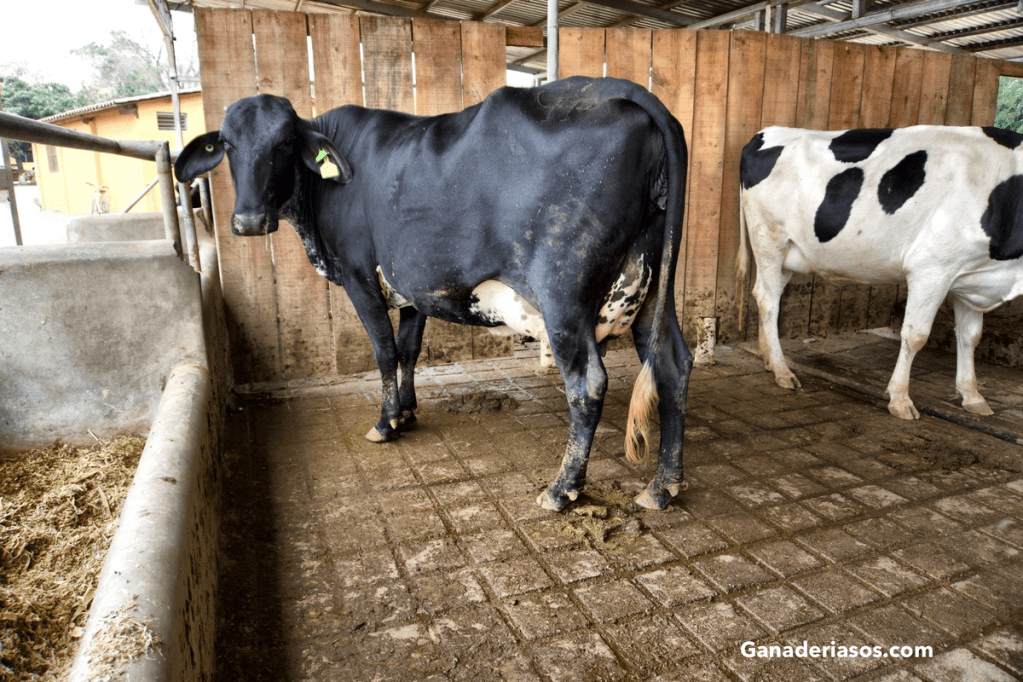 PROBLEMAS MÁS FRECUENTES RELACIONADOS CON EL BIENESTAR ANIMAL EN GRANJAS DE&nbsp;LECHE