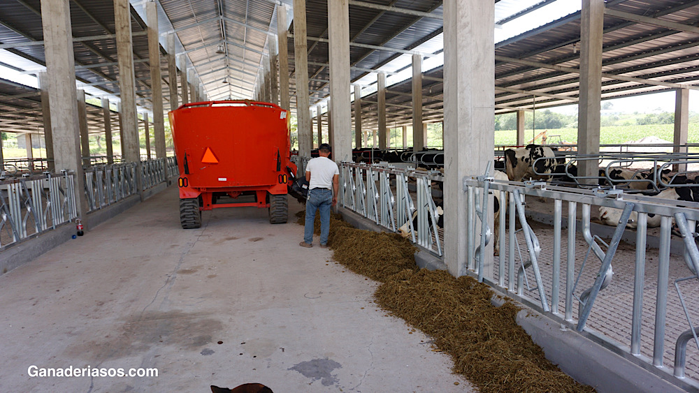 CLAVES PARA MEJORAR EL MANEJO ALIMENTARIO EN GANADERÍAS LECHERAS