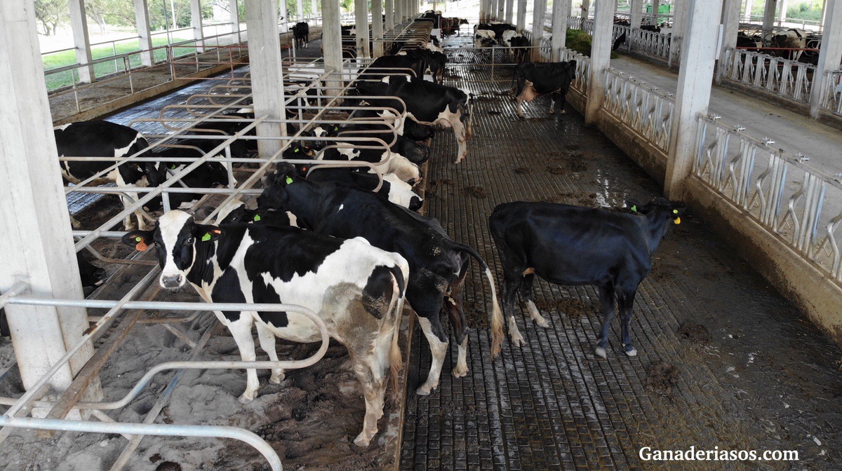EL PESO DEL AGUA: ENFOQUE INTEGRAL DE LA NEUMONÍA EN RECRÍA