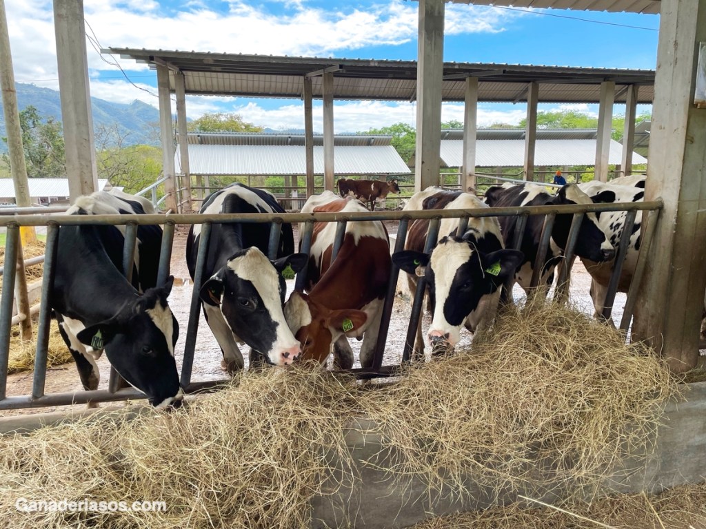 LLEVE LOS COSTOS DE CRIANZA DE VAQUILLAS HACIA&nbsp;ABAJO