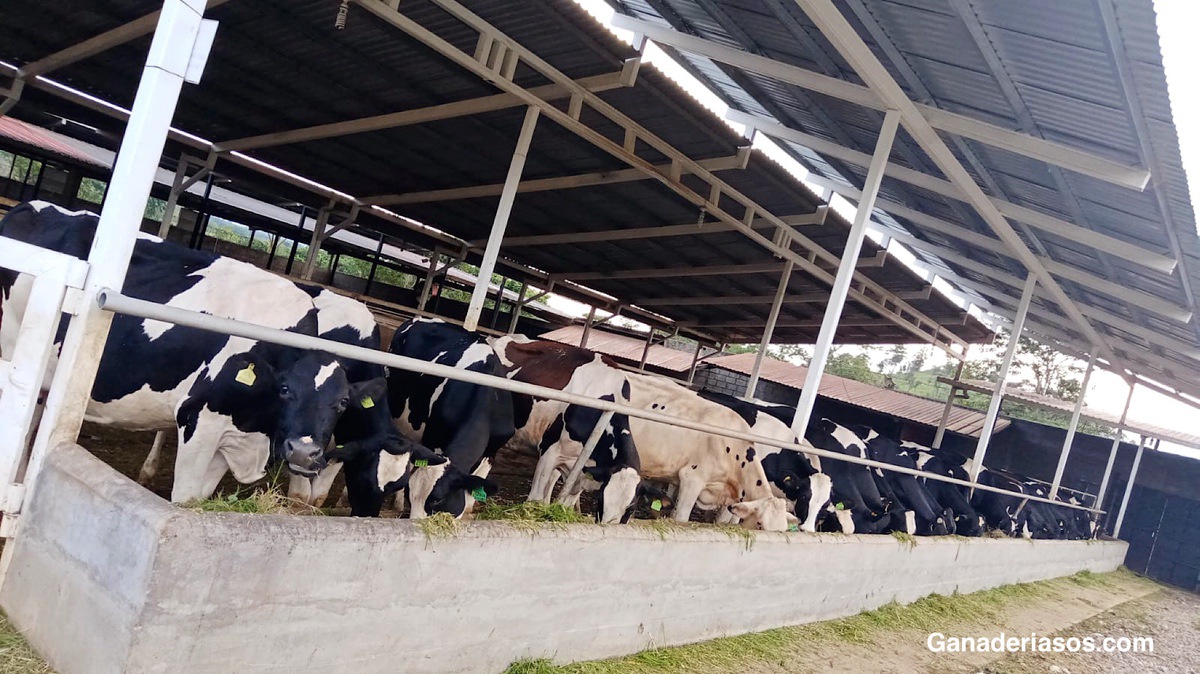 GRANOS DE DESTILERÍA SUPLEMENTO ENERGÉTICO y PROTEICO PARA EL GANADO LECHERO