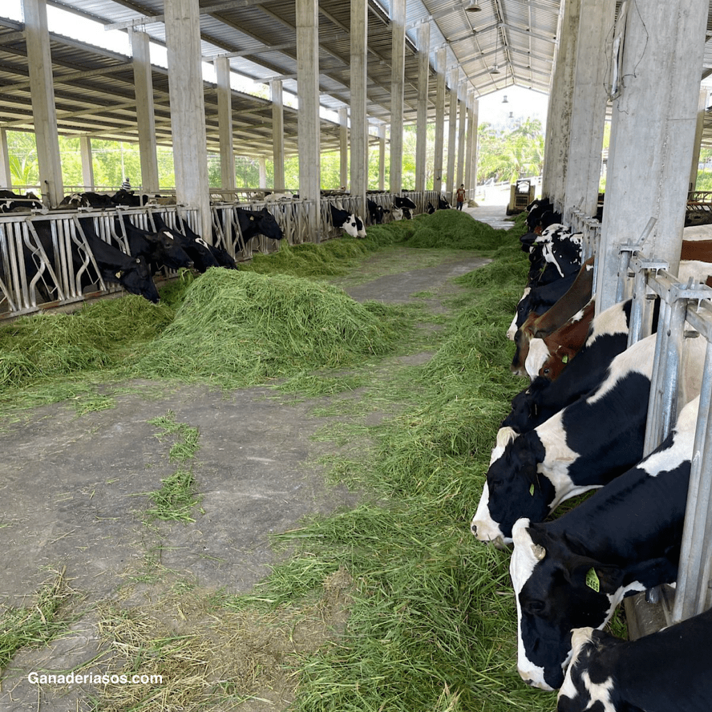 COJERA EN LAS VACAS, CÁMARAS Y EMISIONES DE&nbsp;METANO