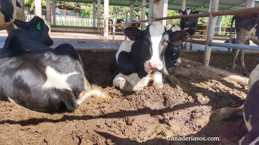BIENESTAR EN BECERRAS: TRANSICIONES DESDE EL PERIODO PERINATAL HASTA EL&nbsp;DESTETE