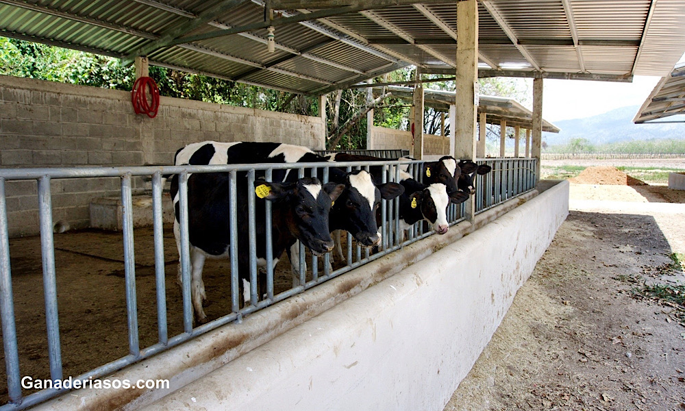 ¿QUÉ FACTORES DETERMINAN EL BIENESTAR DE LA RECRÍA EN LA&nbsp;GRANJA?