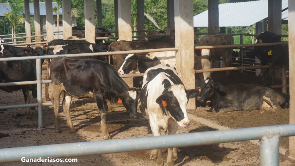 IMPACTO DEL ESTRÉS CALÓRICO AL FINAL DE LA GESTACIÓN EN EL RENDIMIENTO DE HIJAS Y&nbsp;NIETAS