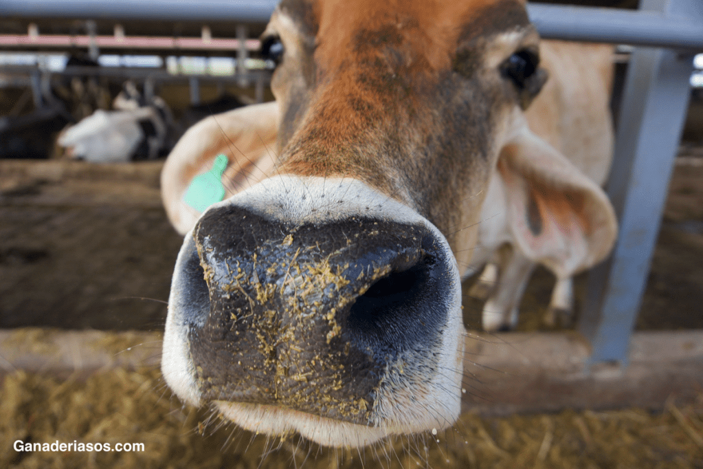 ¿QUÉ CAMBIOS SUPONDRÁ TENER QUE CONTAR CON UN VETERINARIO DE&nbsp;EXPLOTACIÓN?