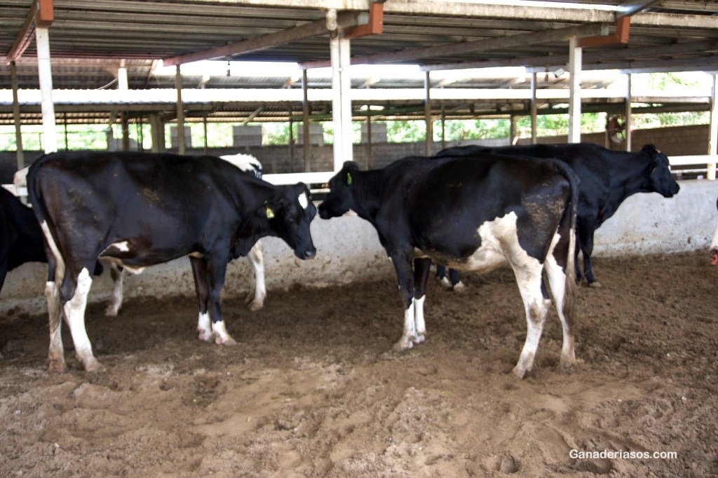 LA PARATUBERCULOSIS, CLAVES PARA COMPRENDER Y PREVENIR ESTA ENFERMEDAD EN GANADO&nbsp;VACUNO