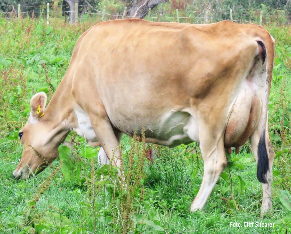 SALUD DE LA UBRE EN EL PERIODO SECO PASOS PARA SECAR NUESTRAS VACAS ANTES DEL PARTO Y EVITAR MASTITIS