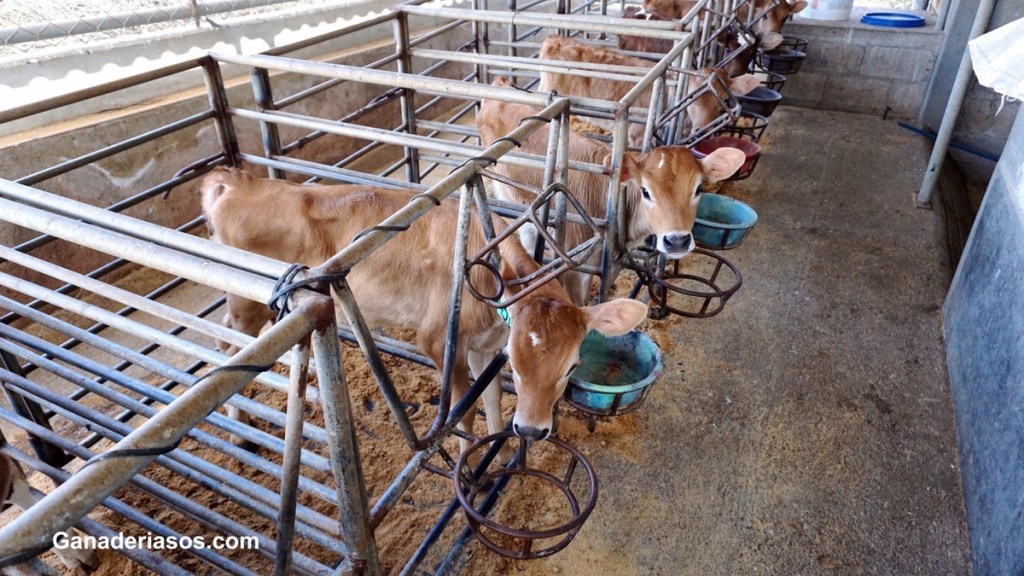 FORJANDO SU FUTURO – EL VALOR DE UNA BECERRA&nbsp;SALUDABLE