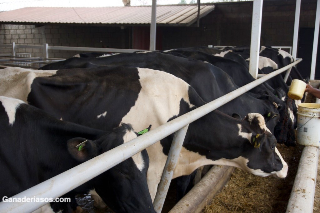 IMPLEMENTACIÓN DEL CONOCIMIENTO Y LA EXPERIENCIA ISRAELÍES PARA ENFRIAR A LAS VACAS EN EL&nbsp;MUNDO