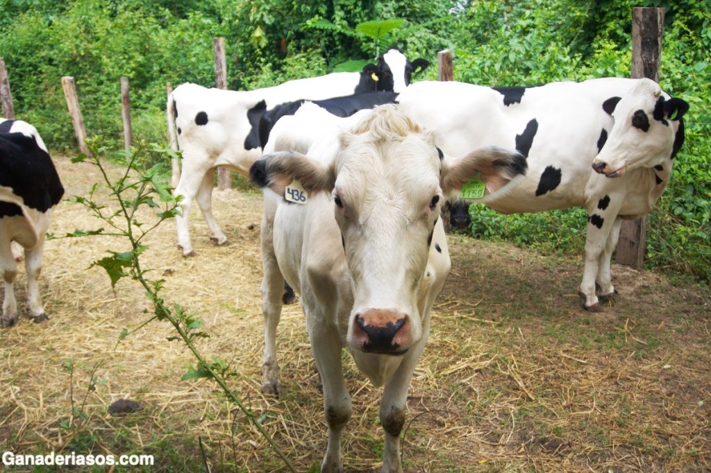 EL USO DE LA SOMBRA DE ÁRBOLES PARA ATENUAR EL EFECTO DEL ESTRÉS CALÓRICO EN EL&nbsp;GANADO