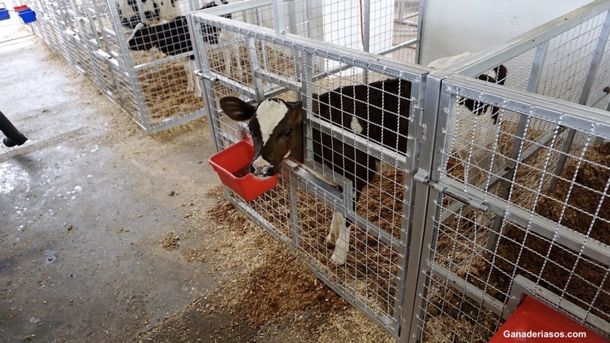 PROCESOS DIARREICOS EN TERNEROS NEONATOS ¿A QUÉ NOS ENFRENTAMOS?