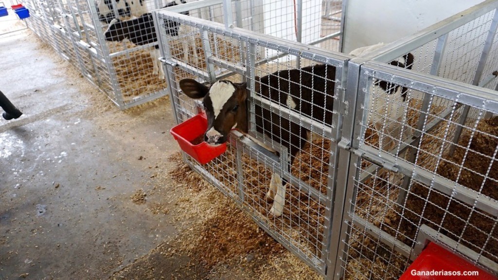 PROCESOS DIARREICOS EN TERNEROS NEONATOS ¿A QUÉ NOS&nbsp;ENFRENTAMOS?