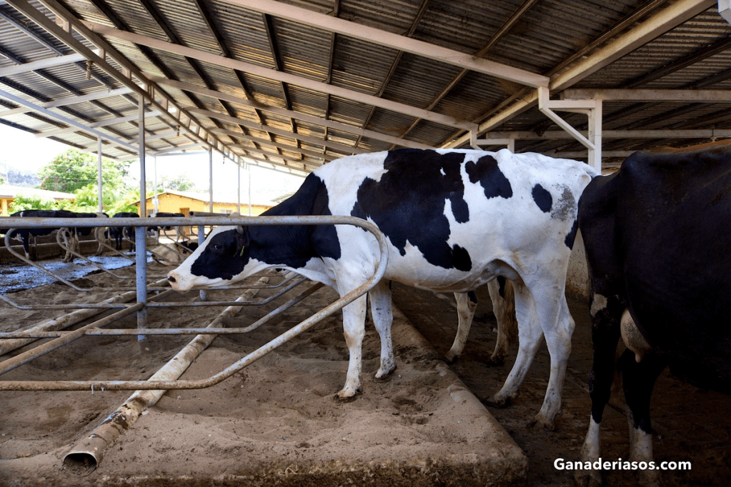 MONITOREO DEL BIENESTAR ANIMAL EN LA PRODUCCIÓN&nbsp;LECHERA.