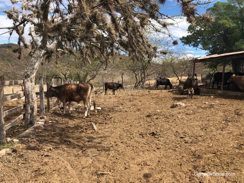 LA FIBRA EN LOS RUMIANTES: ¿QUÍMICA O&nbsp;FÍSICA?