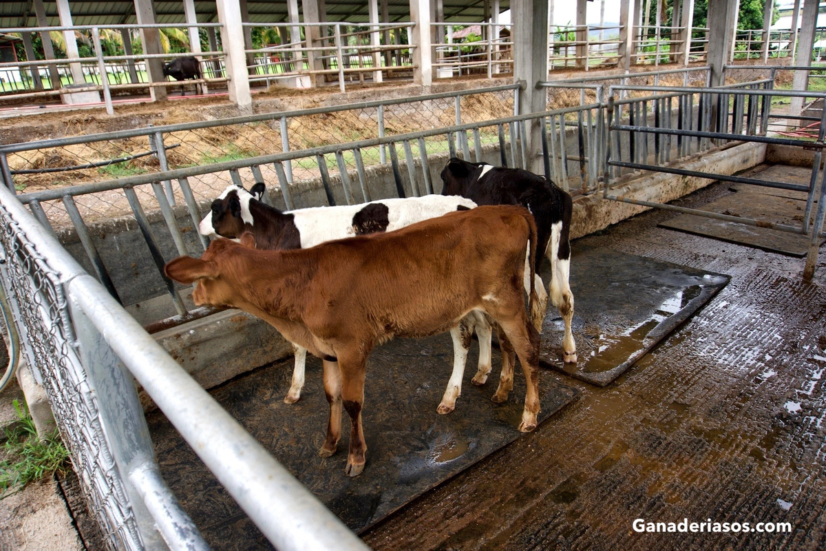 SALUD DE LA TERNERA: PREOCUPACIONES ACTUALES Y OPORTUNIDADES FUTURAS