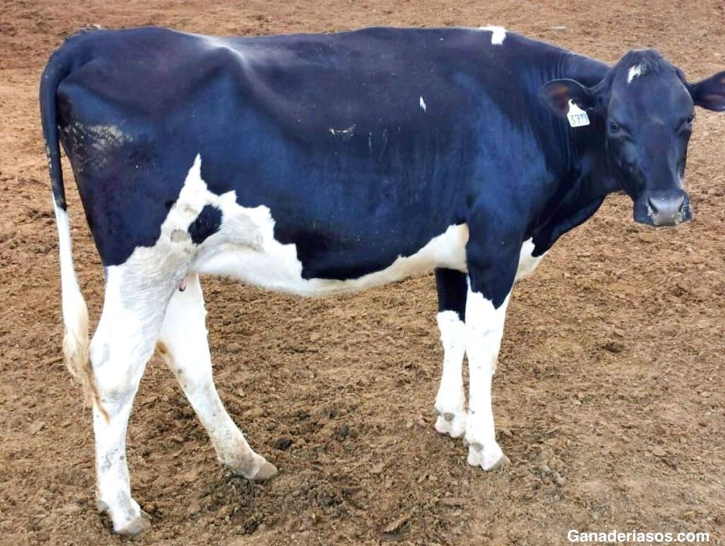 EDAD DEL PRIMER PARTO: ¿HASTA DÓNDE HAY QUE&nbsp;BAJAR?