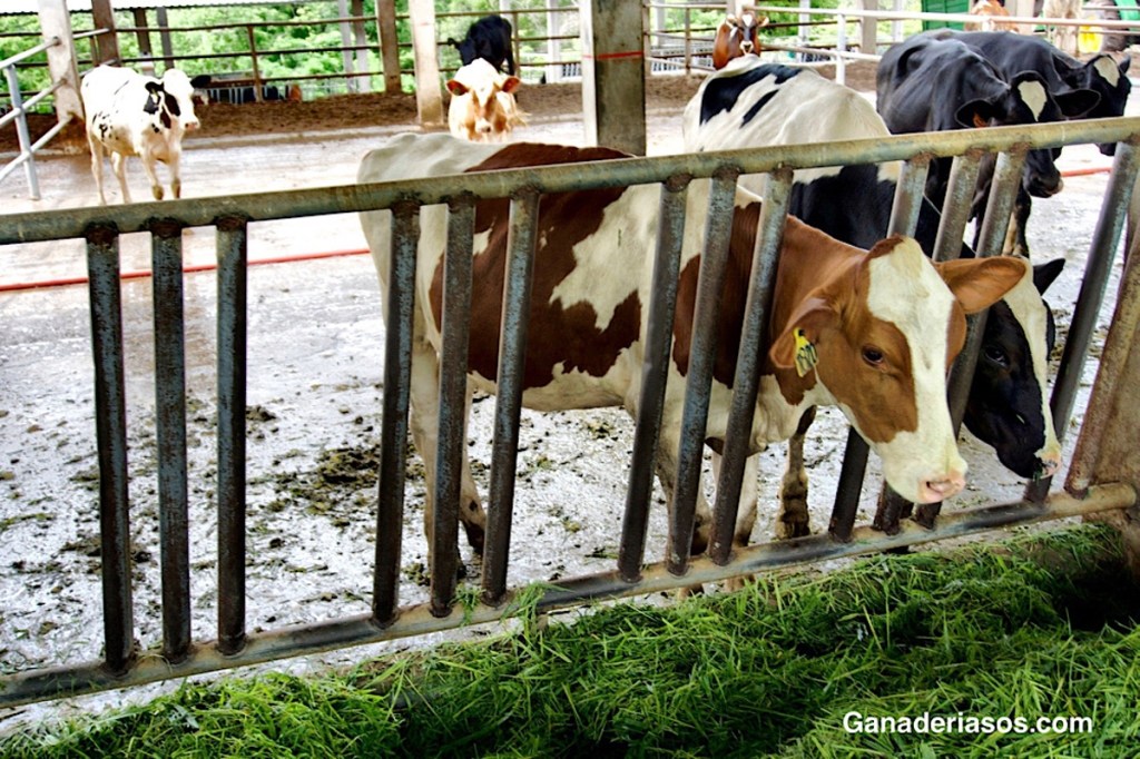 NITRATOS EN FORRAJES DE LECHERÍAS ESPECIALIZADAS: ¿CUÁL ES LA MAGNITUD DE LA CONTAMINACIÓN Y QUÉ PROBLEMAS NOS PUEDEN&nbsp;CAUSAR?