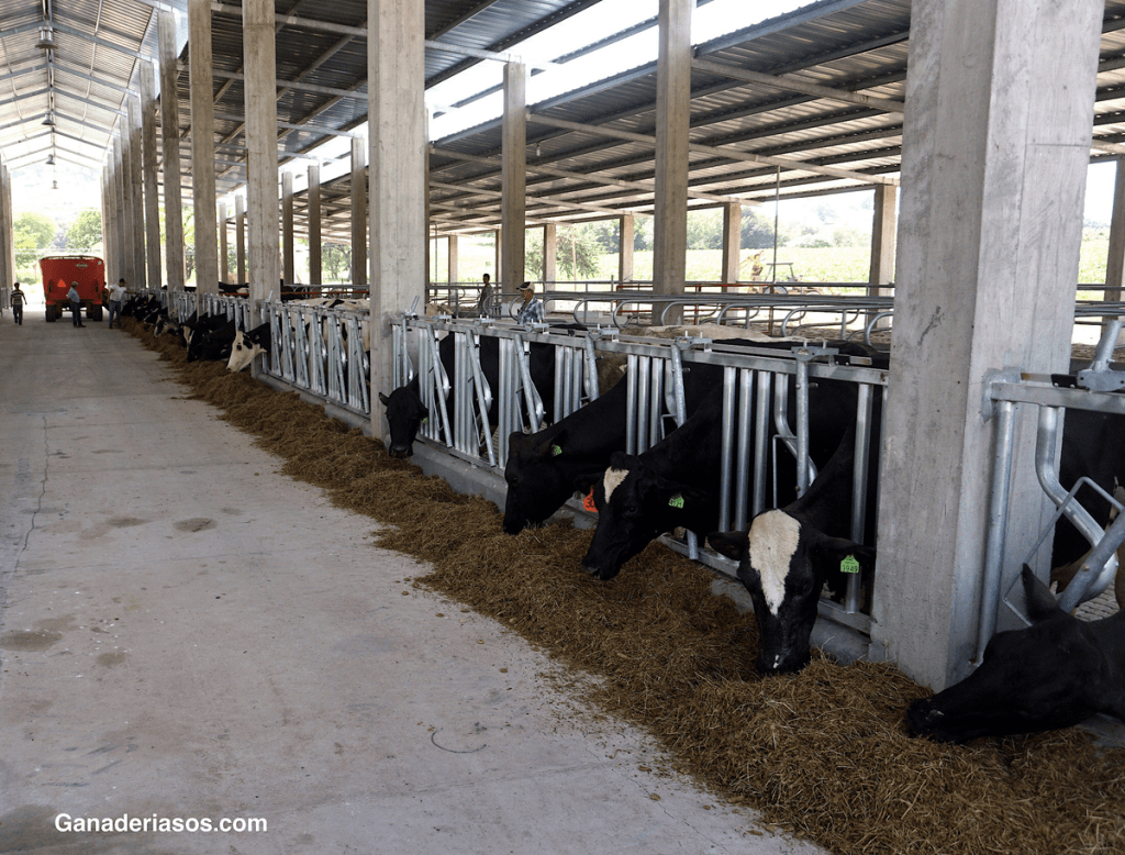 DETECCIÓN DEL CELO Y AYUDAS PARA LA DETECCIÓN DEL&nbsp;CELO