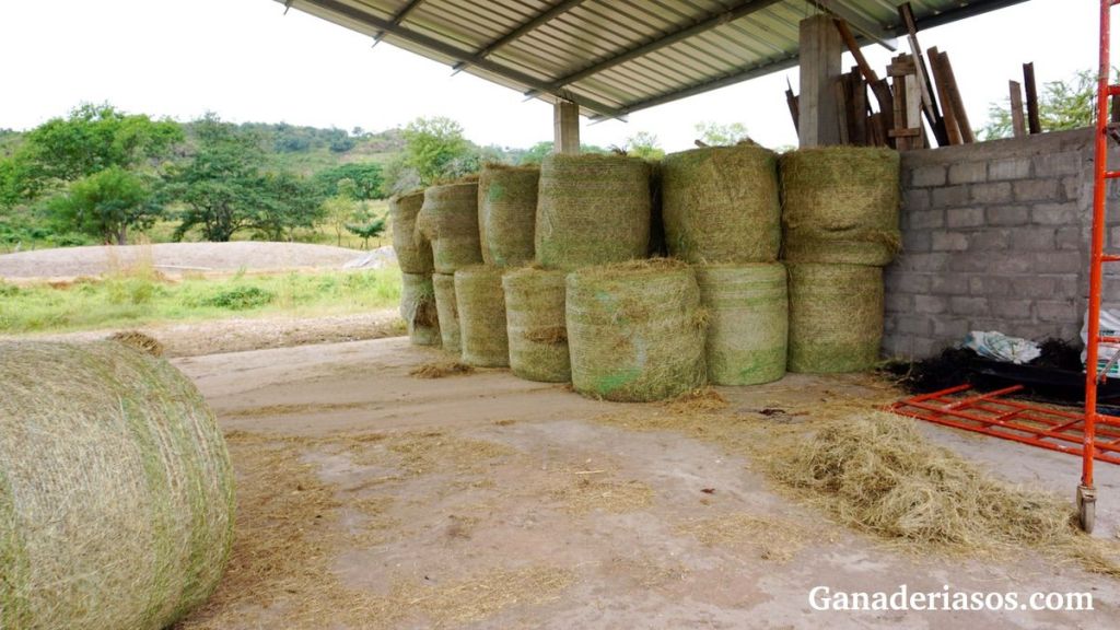 EFECTOS DEL ESTRÉS POR CALOR Y EL ENFRIAMIENTO DE LAS VACAS EN LA ECONOMÍA DE LA GRANJA LECHERA (1)