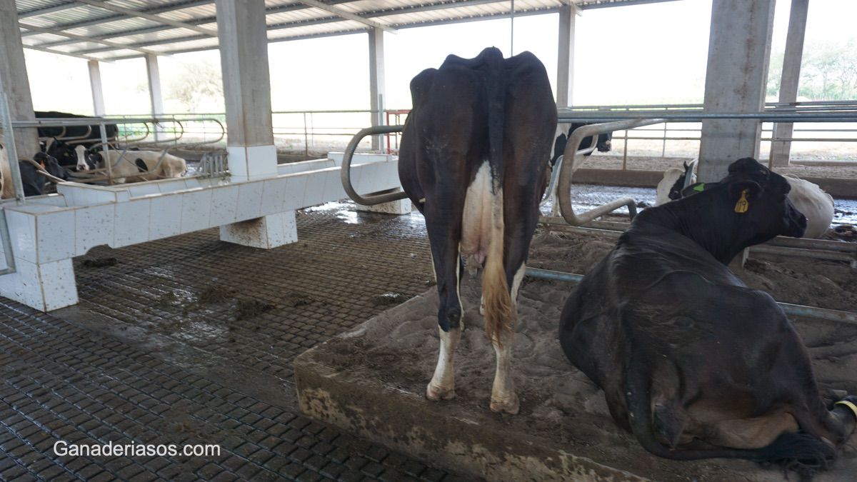 ESTRATEGIAS DE MANEJO EN GANADO LECHERO PARA MEJORAR LA CALIDAD DE LECHE: SÓLIDOS