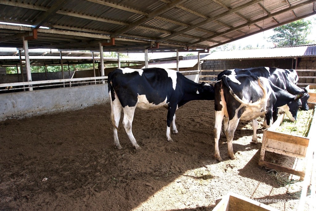 “EL GANADERO DEBE OLVIDARSE DE COMPRAR UN MEDICAMENTO SIN RECETA Y DE TRATAR EL A LOS&nbsp;ANIMALES”
