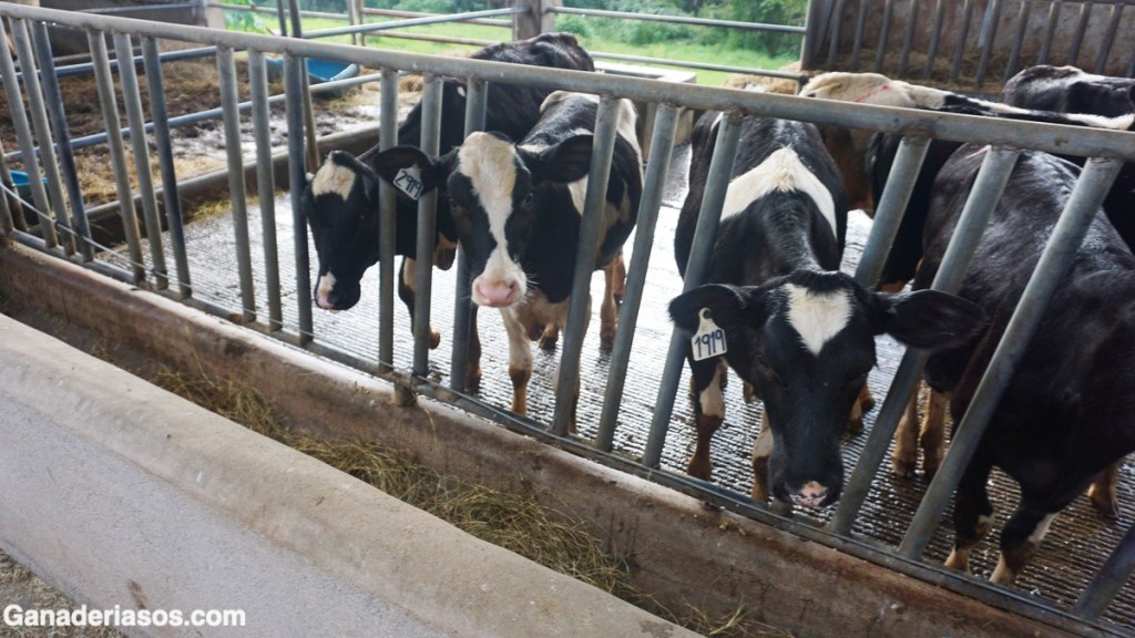 IDONEIDAD DEL ALOJAMIENTO DE LAS TERNERAS EN FASE DE&nbsp;CRÍA