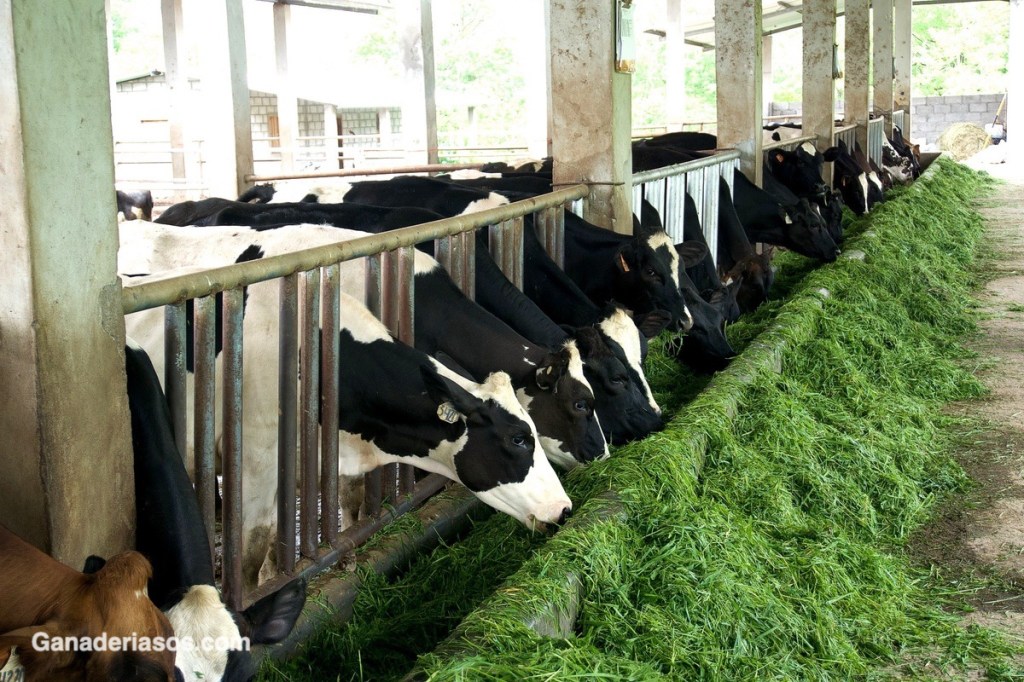 EL COMEDERO : ¿CUANTO ALIMENTO SE&nbsp;PIERDE?