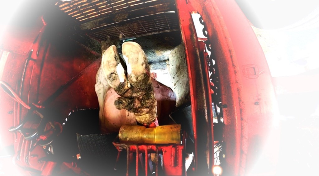 DOS PROBLEMAS PODALES ENZOÓTICOS EN HACIENDA&nbsp;LECHERA