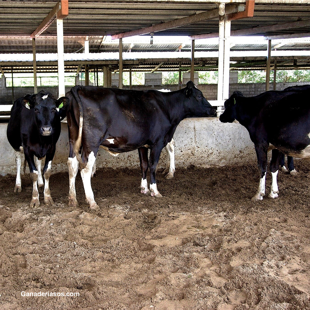 SALUD DE TERNEROS: PREOCUPACIONES ACTUALES Y OPORTUNIDADES FUTURAS