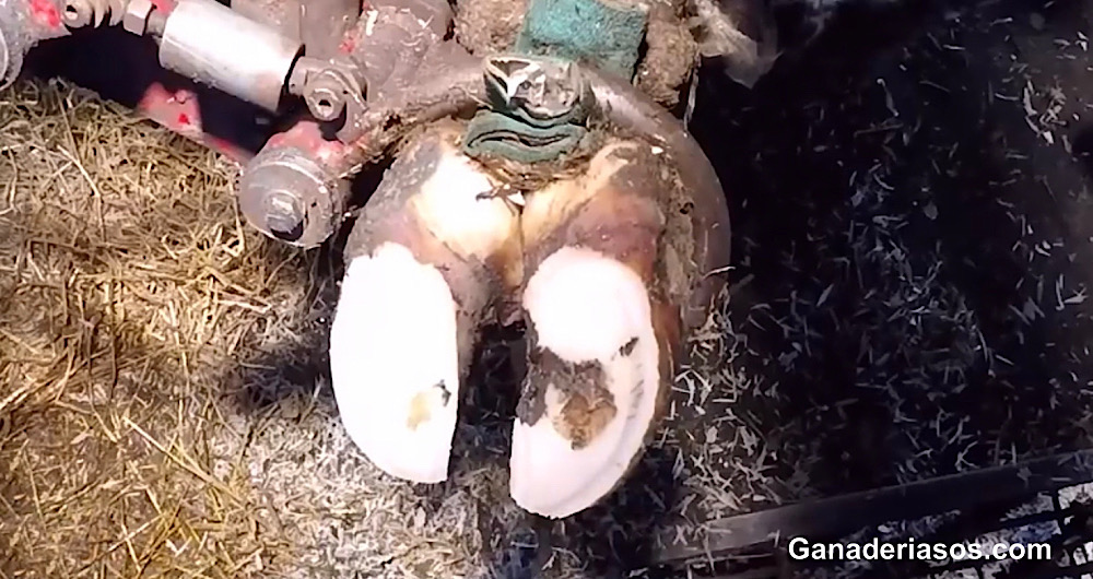 PASADO, PRESENTE Y FUTURO DE LA SALUD PODAL EN GANADO&nbsp;VACUNO