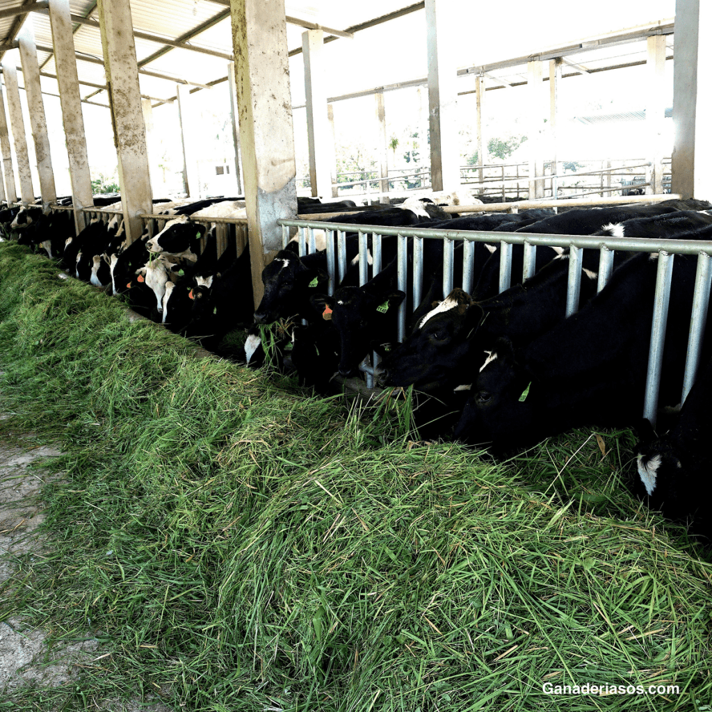 CÓMO LOS GANADEROS LECHEROS PUEDEN PREPARARSE PARA LA REVOLUCIÓN DE LA TECNOLOGÍA&nbsp;LECHERA