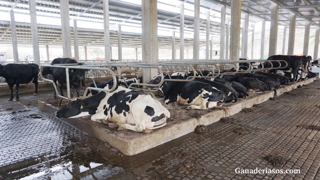 5 CLAVES PARA VACAS FRESCAS SALUDABLES Y&nbsp;PRODUCTIVAS