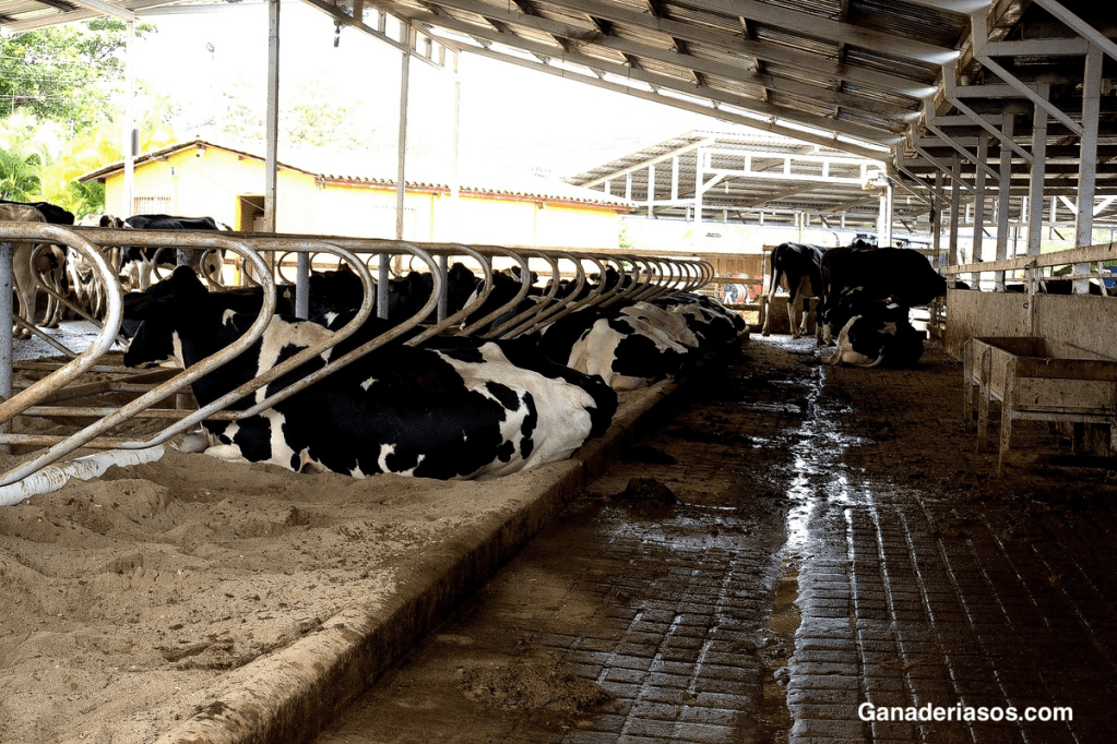 EL IMPACTO DEL ESTRÉS POR CALOR EN EL ESTADO INMUNOLÓGICO DE LAS VACAS&nbsp;LECHERAS