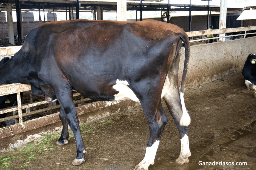 ¿LA NORMA DE LACTANCIA DE 305 DÍAS SEGUIRÁ EL CAMINO DE LOS&nbsp;DINOSAURIOS?