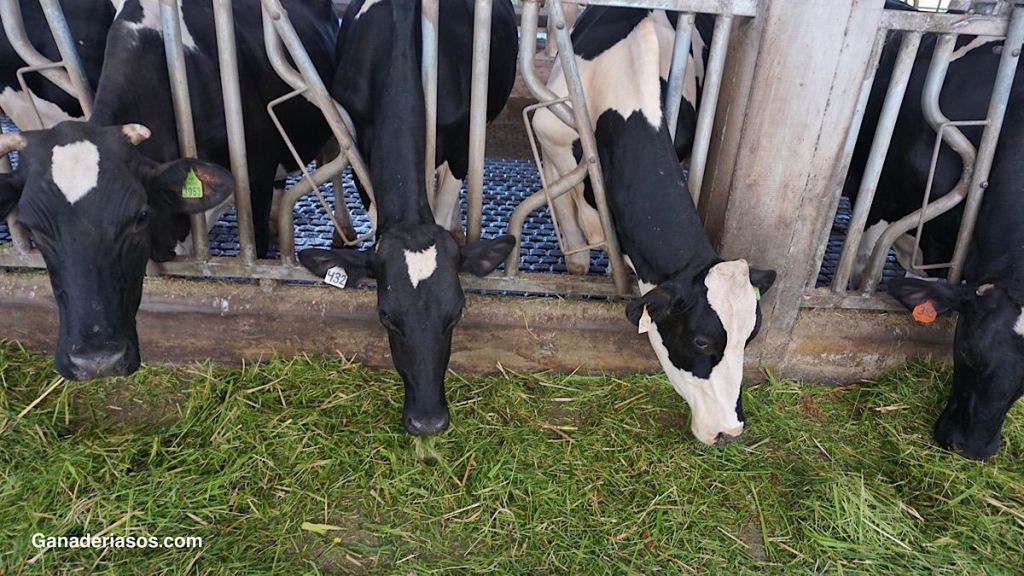 ALIMENTACIÓN ROBOTIZADA EN VACUNO&nbsp;LECHERO