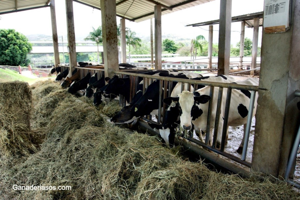 QUE HAY DE NUEVO EN GENÉTICA Y GENÓMICA PARA EL PRODUCTOR&nbsp;LECHERO.