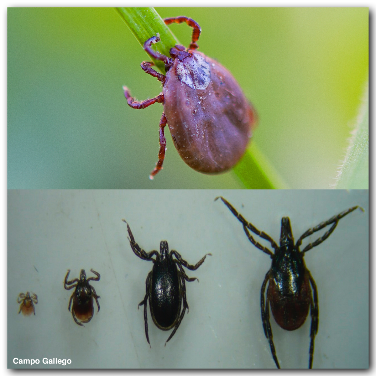 CLAVES PARA LA PREVENCIÓN Y CONTROL DE LAS GARRAPATAS EN EL GANADO