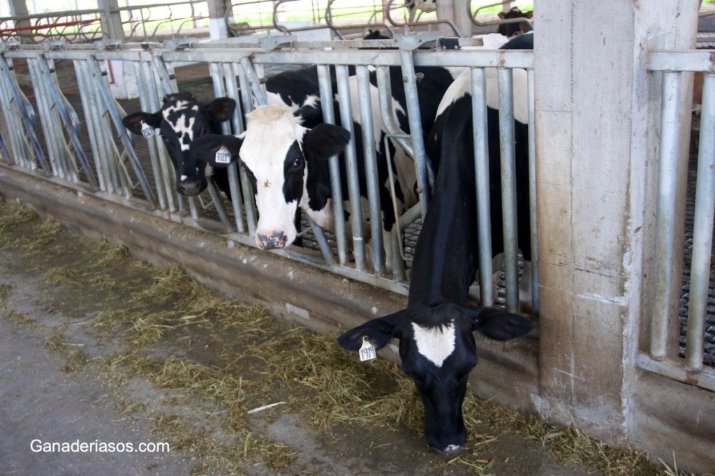 ROMPIENDO 7 MITOS COMUNES SOBRE EL&nbsp;CALOSTRO