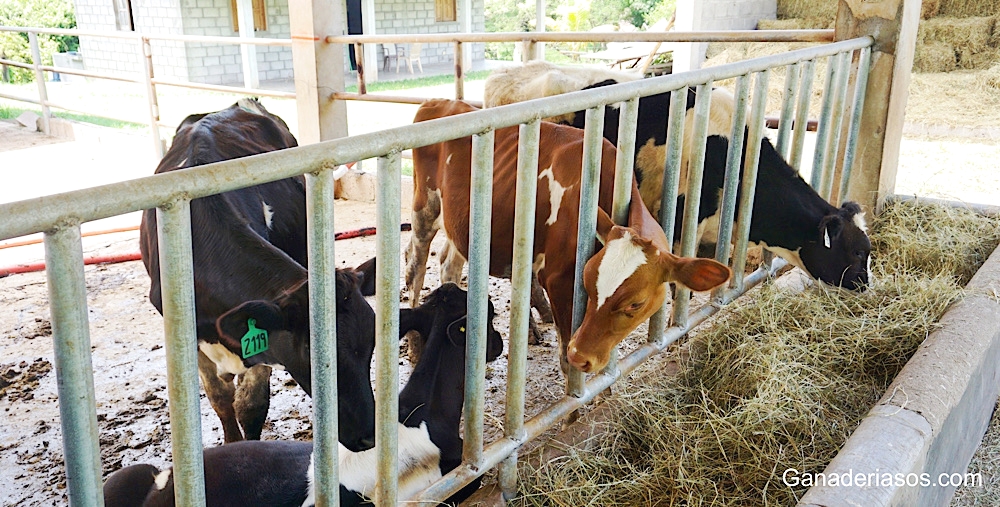 EFECTOS INMUNOLÓGICOS DE LAS PROTEÍNAS&nbsp;DIETÉTICAS